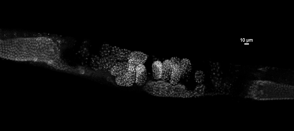 c.elegans confocal