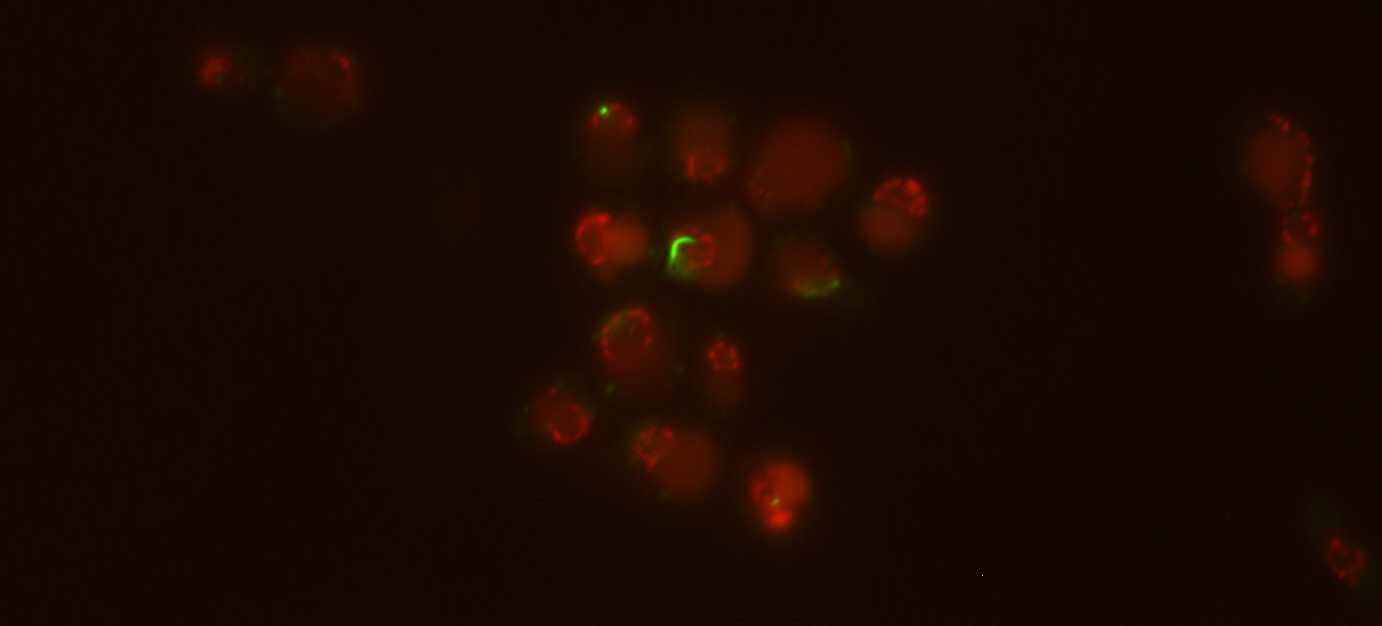 c.elegans confocal